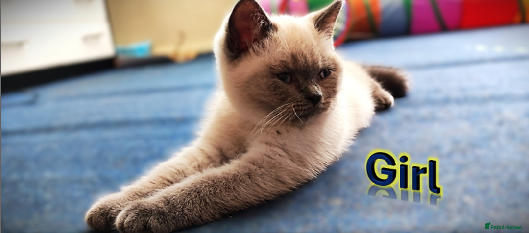 British Shorthair cats for sale: BSH Kittens Ready For New Homes Now - Image 5