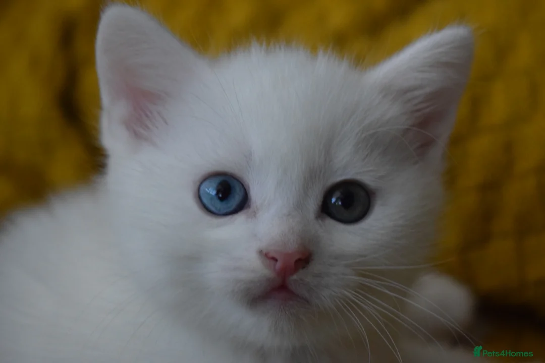 Mixed Breed cats for sale: Rare Odd Eye Mixed Breed Kitten for sale - Advert 3