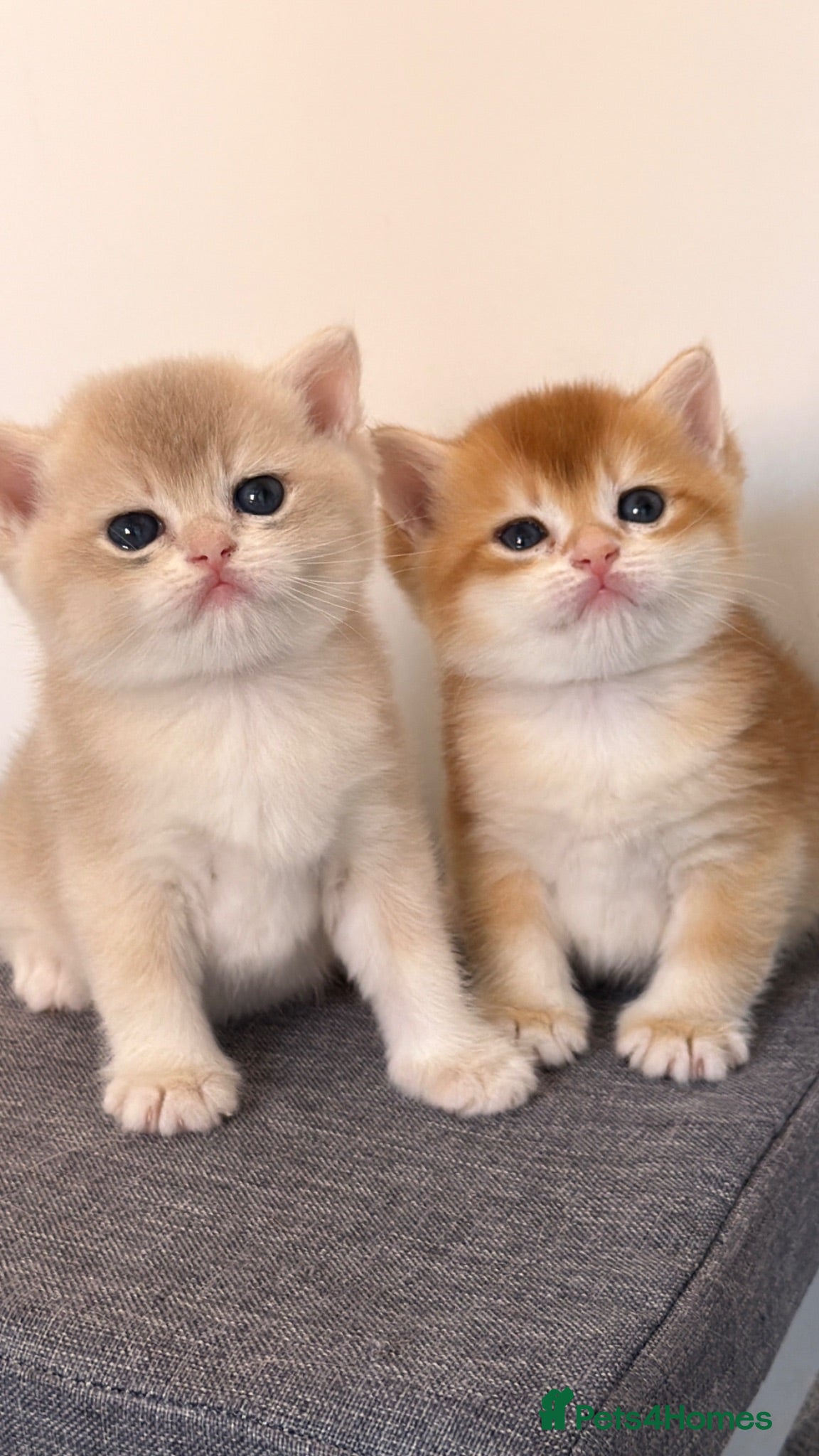British Shorthair cats BSH Golden kittens Ecx show quality, Tica reg  - Advert 2