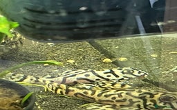 Plecos fish for sale: L236sw Pleco. 1” & 2”-3”  - Image 2