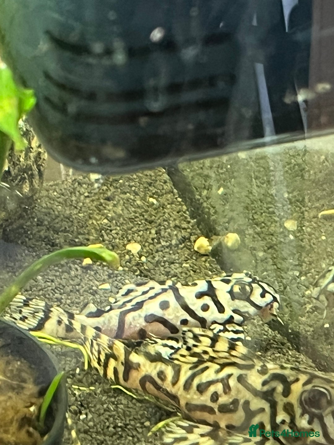 Plecos fish for sale: L236sw Pleco. 1” & 2”-3”  - Image 2