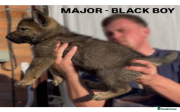 German Shepherd dogs for sale: Czech line German shepherds  - Image 3