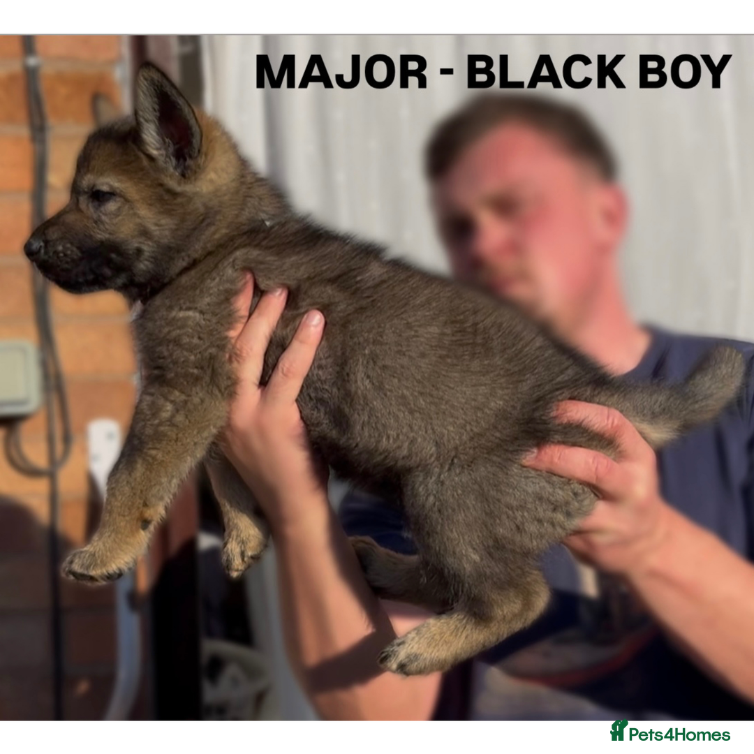 German Shepherd dogs for sale: Czech line German shepherds  - Image 3