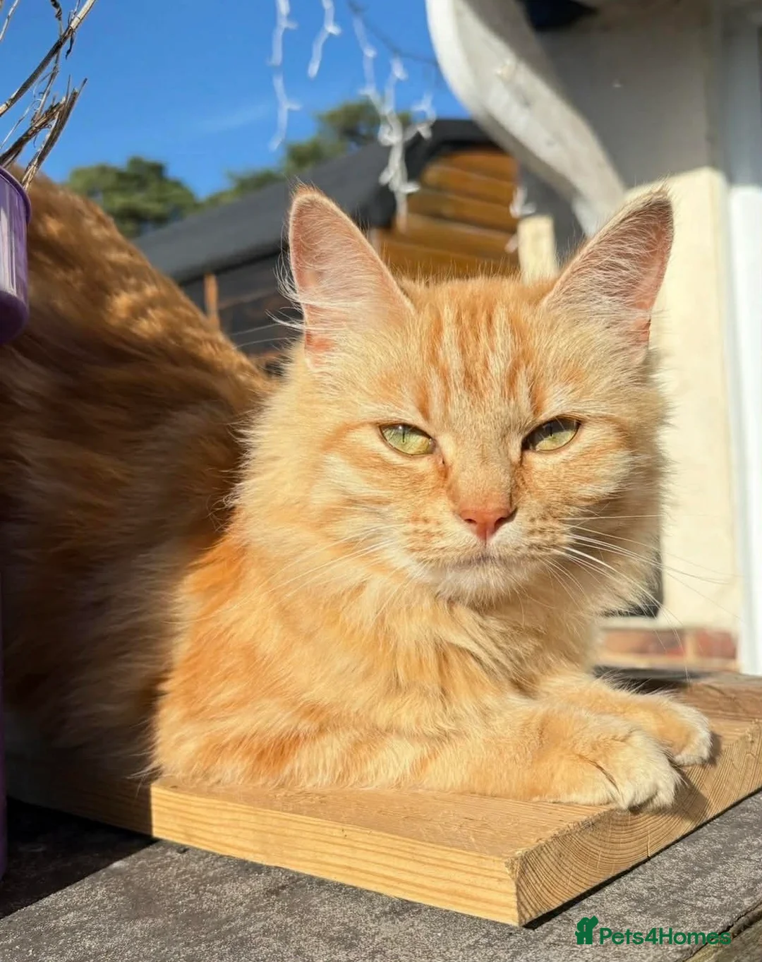 Mixed Breed cats for sale: 3 beautiful male kittens (dad is Persian)  - Advert 1