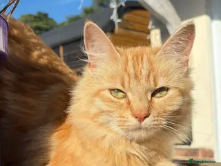 Mixed Breed cats 2 beautiful male kittens (dad is Persian) - Advert 10