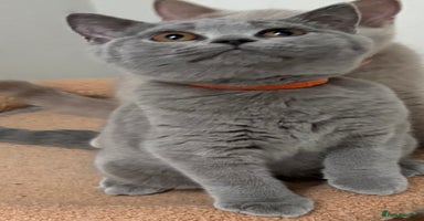 British Shorthair cats - Advert 1