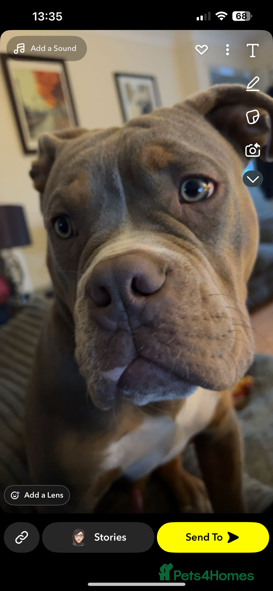 Mixed Breed dogs for sale: 7 months old male olde English bulldog x pocket  - Advert 1