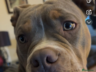 Mixed Breed dogs 7 months old male olde English bulldog x pocket - Advert 16