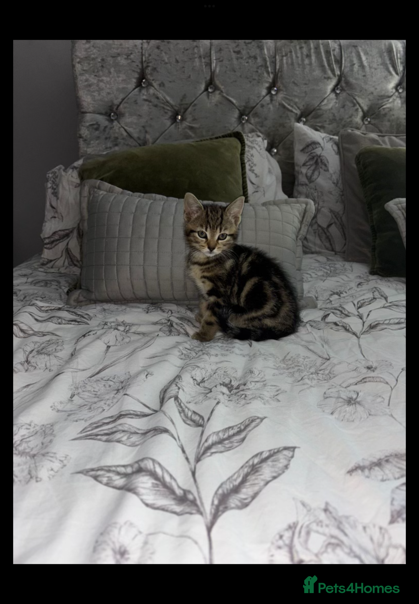 Bengal cats Bengal x tabby  - Advert 1
