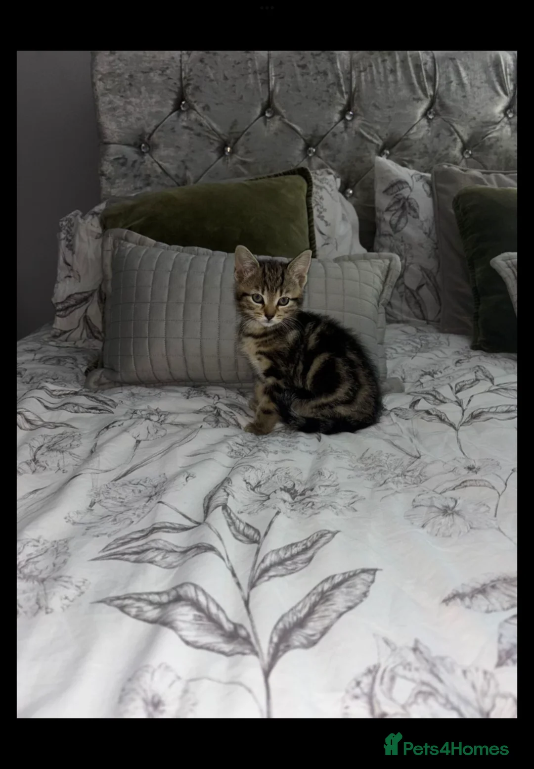 Bengal cats for sale: Bengal x tabby  in Romford - Advert 1