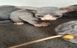 Sphynx cats for sale: Amazing colour Sphynx - Image 15