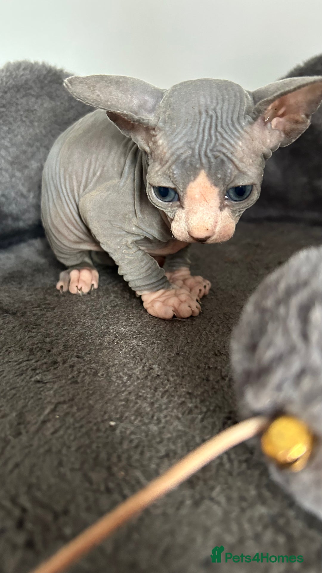 Sphynx cats for sale: Amazing colour Sphynx - Image 15