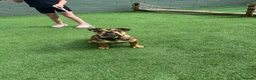 English Bulldog dogs for sale: 8 month old bulldog  - Advert 7