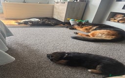 German Shepherd dogs for sale: Only 1 boy left Kc German Shepherd Puppies in Canvey Island - Image 27