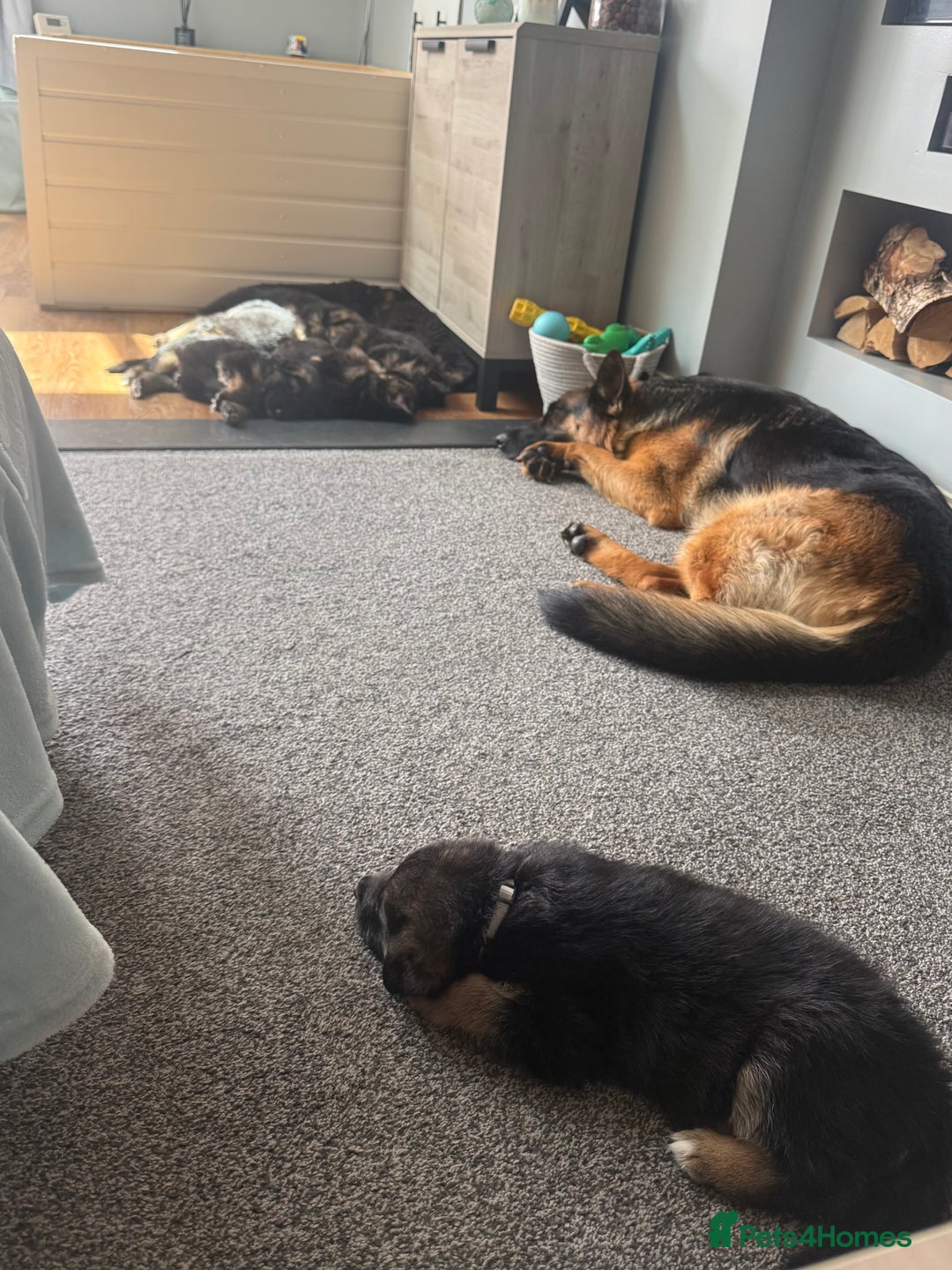 German Shepherd dogs for sale: Only 1 boy left Kc German Shepherd Puppies in Canvey Island - Image 27