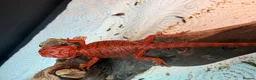 Bearded Dragon reptiles for sale: Red Monster baby bearded dragons ready to go! - Advert 1