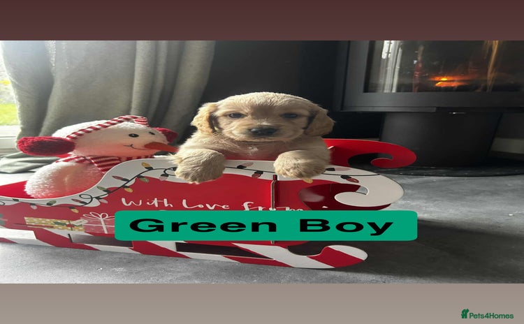 Cockapoo dogs F2 Cockapoo pups - Advert 1