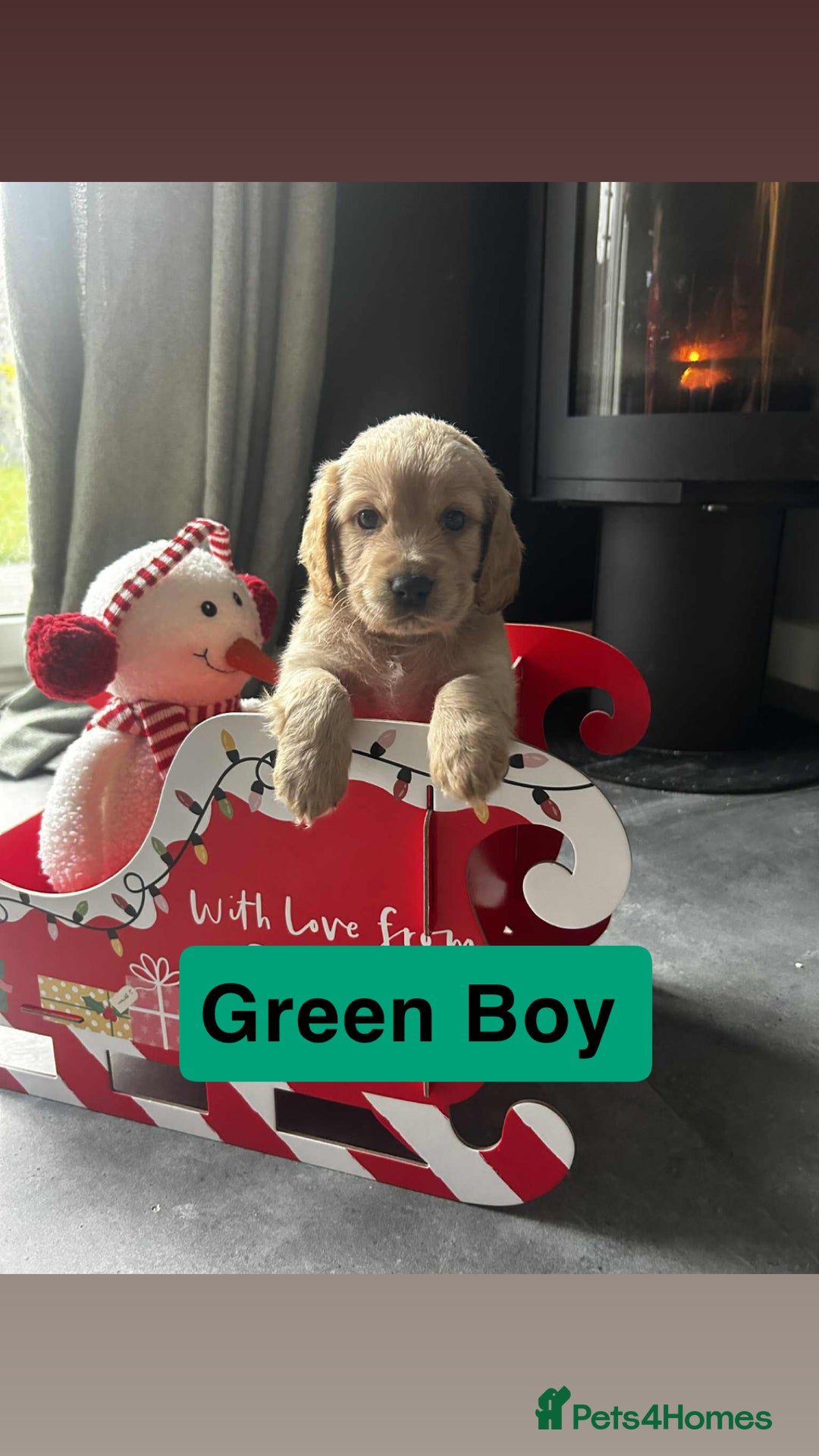 Cockapoo dogs for sale: F2 Cockapoo pups - Advert 1