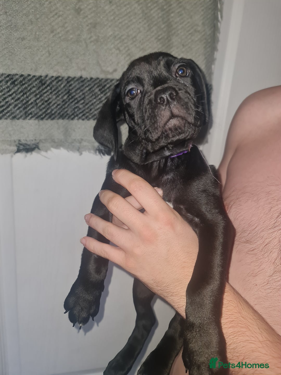 Cane Corso dogs for sale: 2 beautiful cane corso puppies  - Advert 7