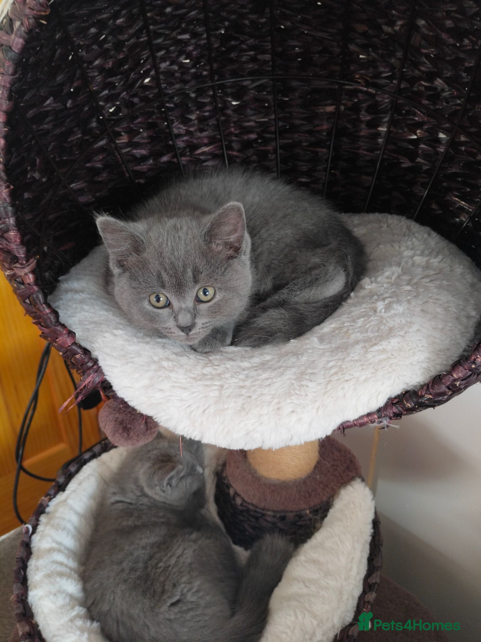 British Shorthair cats Pedigree Mixed Adorable Kittens  - Advert 8