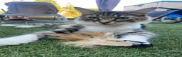 Domestic Shorthair cats for adoption: Peaches - Adopt Cats in Crisis East Ldn - Advert 6