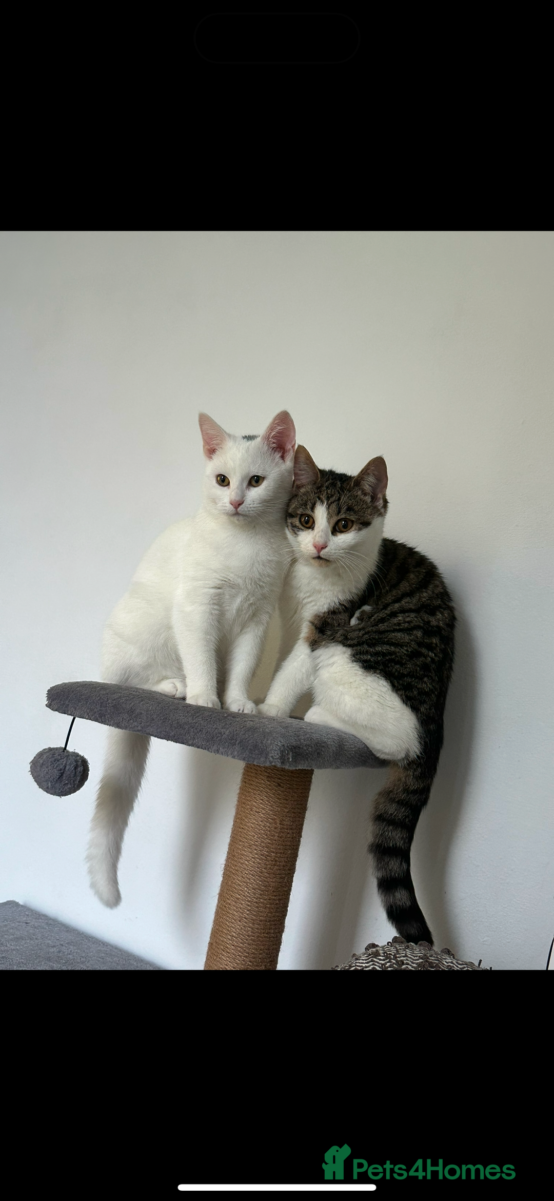 Domestic Shorthair cats for sale: (FREE) 2 Female cats need rehoming  - Advert 10