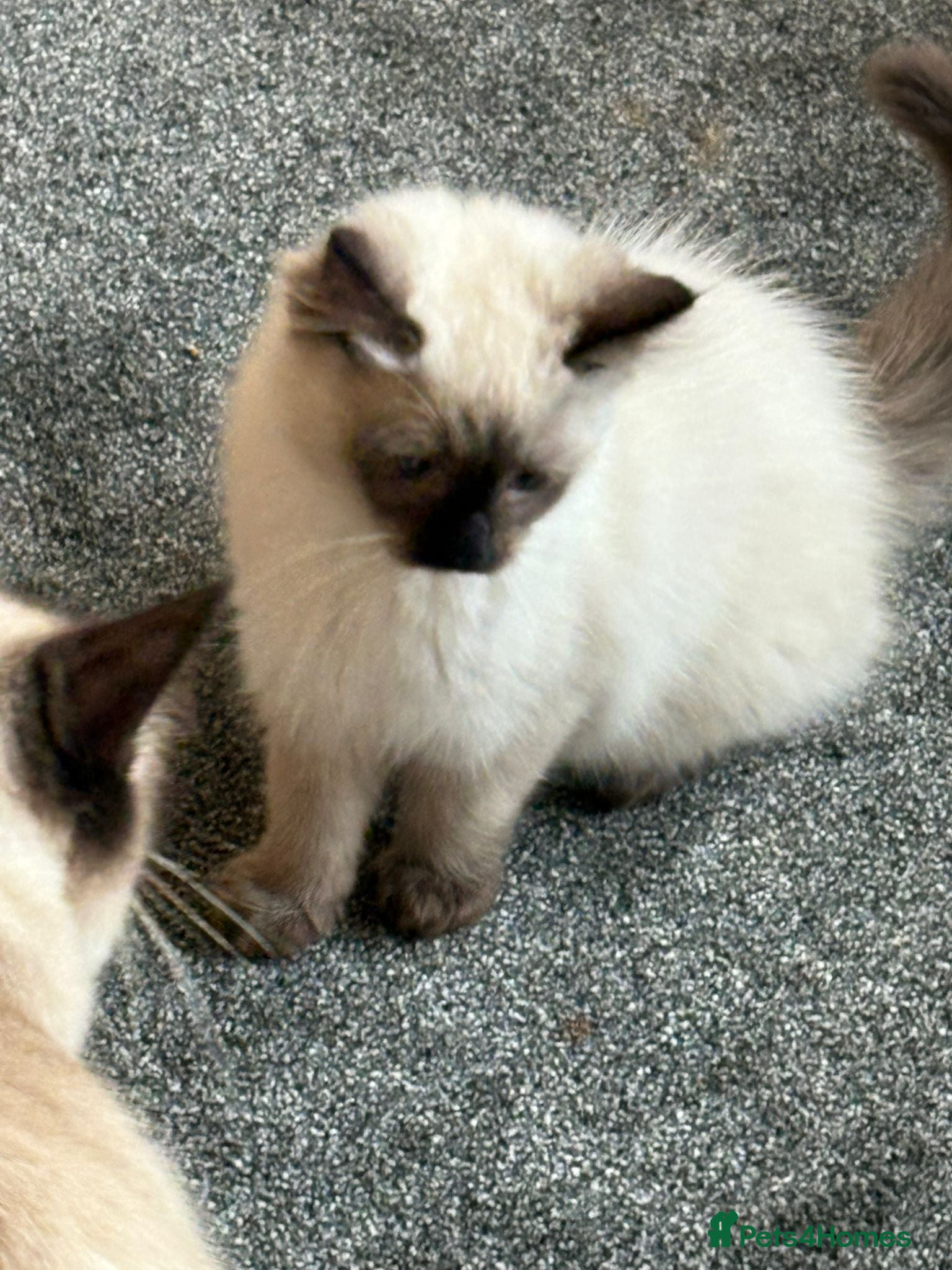 Ragdoll cats Pure Ragdoll Kitten - Advert 9