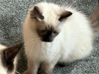 Ragdoll cats Pure Ragdoll Kitten - Advert 1