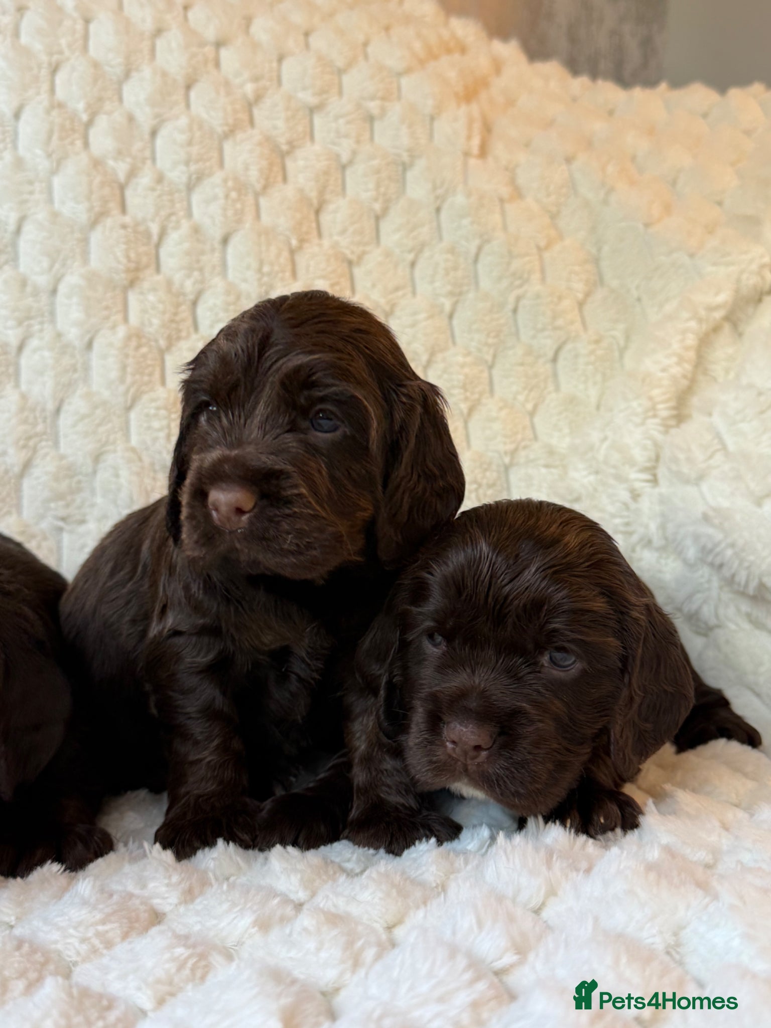 Cocker Spaniel dogs Cocker spaniel puppies health tested  - Advert 2