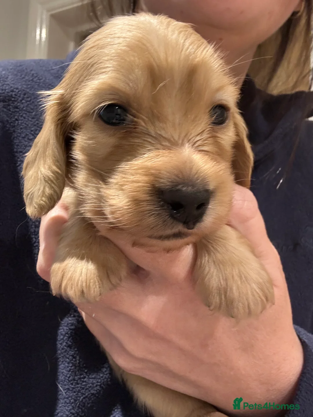 Miniature Dachshund dogs for sale: Reduced to find homes*Long haired mini dachshunds  - Advert 1