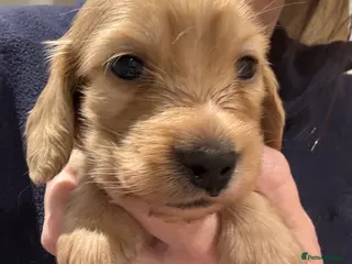 Miniature Dachshund dogs Long haired mini dachshunds - Advert 18