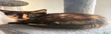 Mixed Breed 2