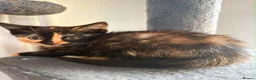 Mixed Breed cats for sale: 3 adorable kittens looking for a new home! - Advert 5