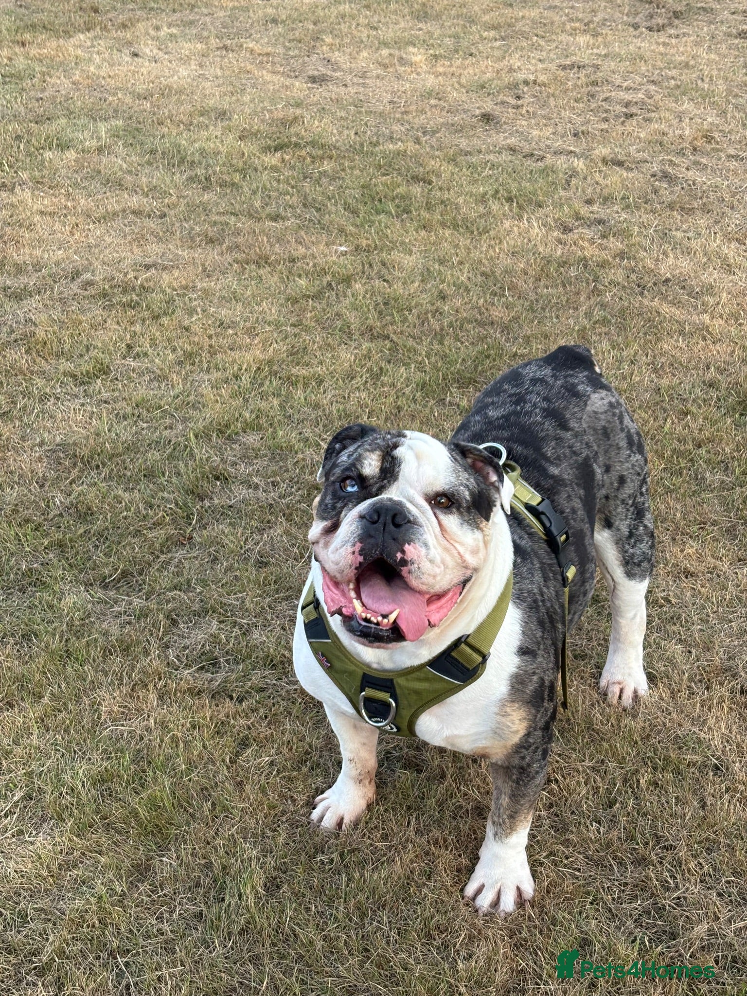 Olde English Bulldogge dogs Olde English Bulldog - Big Frankie - Advert 1