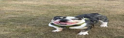 Olde English Bulldogge dogs for stud: Olde English Bulldog - Big Frankie - Advert 1