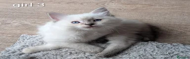 Ragdoll 3