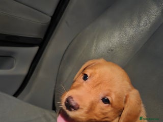 Labrador Retriever dogs Beautiful Labrador girl pup - Advert 9