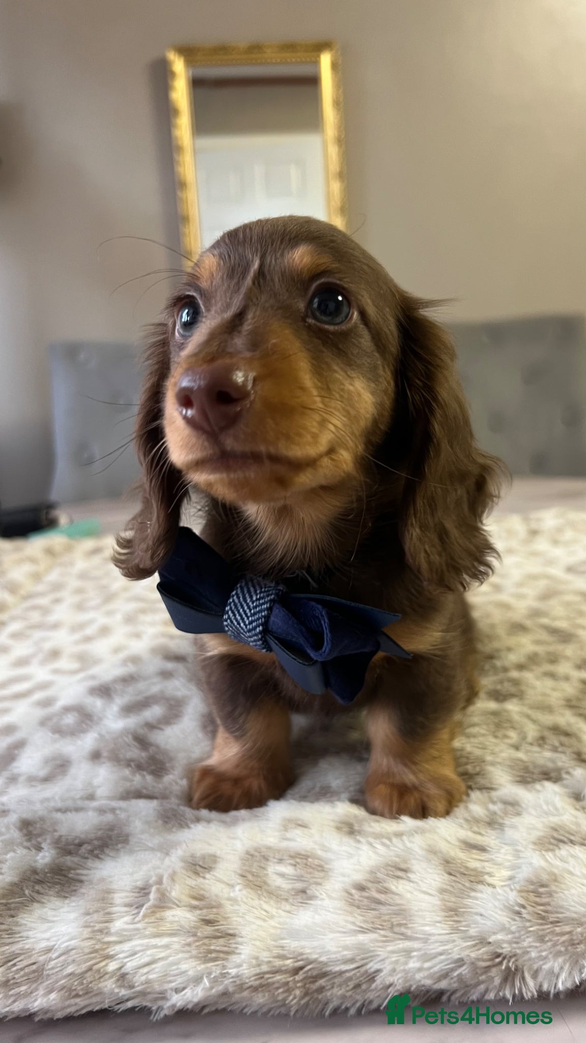 Miniature Dachshund dogs 🐾 Stunning Chocolate Cream Mini Longhair Boys ✨🐶 - Advert 16