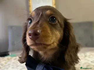 Miniature Dachshund dogs 🐾 Stunning Chocolate Cream Mini Longhair Boys ✨🐶 - Advert 16