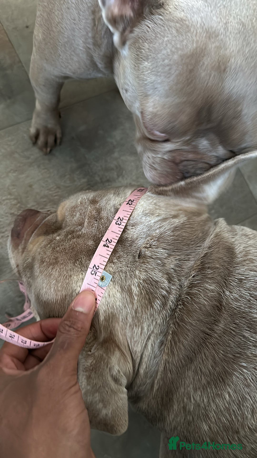 American Bully dogs for sale: REAL QUALITY BULLYS  - Image 13