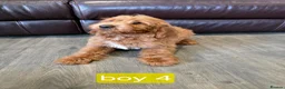 Labradoodle dogs for sale: Adorable F1B Miniature Labradoodle Pups 🐾🩷 - Advert 28
