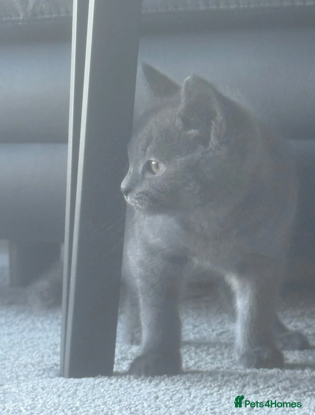British Shorthair cats for sale: British short hair  in Nelson - Advert 6