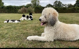 Standard Poodle dogs for sale: Standard Poodle x St Berdoodle  - Image 33