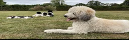Standard Poodle dogs for sale: Standard Poodle x St Berdoodle  - Advert 33