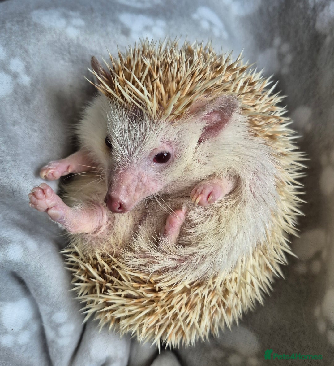 Mixed Breed reptiles for sale: African pygmy hedgehog - Image 1