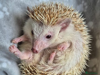 Mixed Breed reptiles - Advert 4