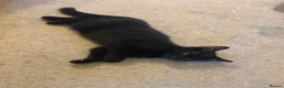 British Shorthair cats for sale: Two black kittens, one with some white    - Advert 8