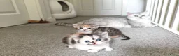 Munchkin cats for sale: Beautiful girls  - Advert 4