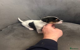 Jack Russell dogs for sale: Lovely Jack Russel puppies  - Image 3