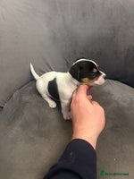 Jack Russell dogs - Advert 3